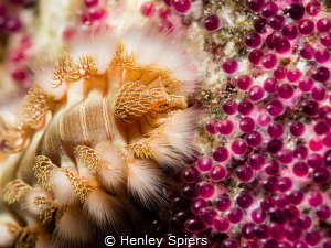Bearded Fireworm (Hermodice carunculata) feeds on Sergean... by Henley Spiers 